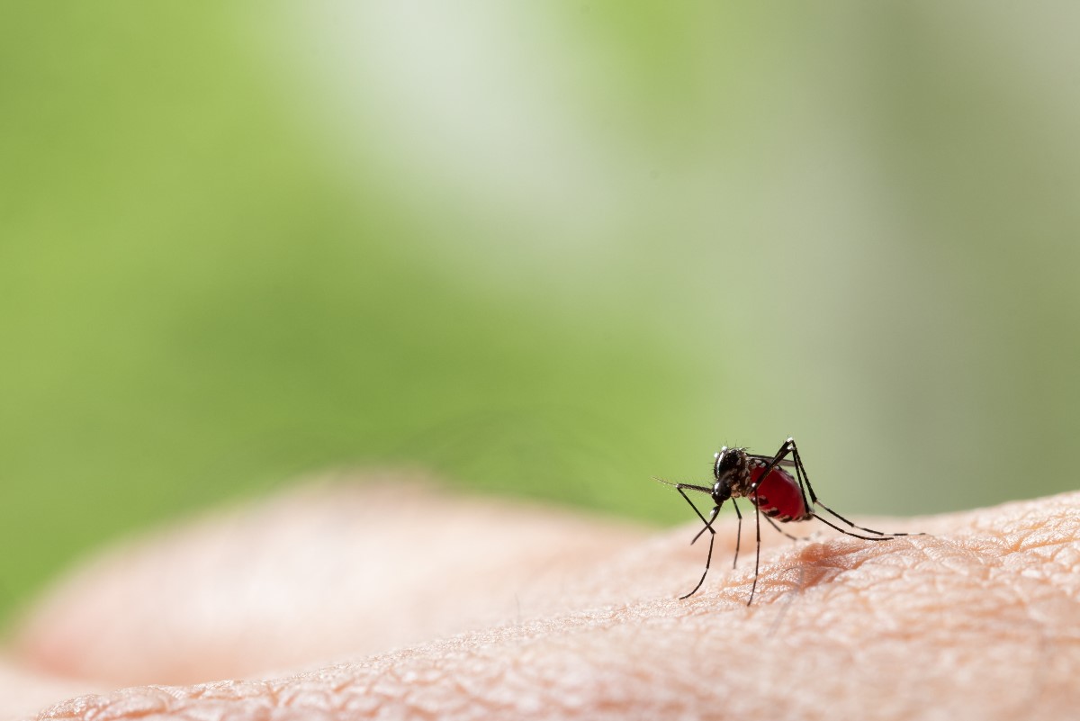 Domowe sposoby na zwalczanie komarów