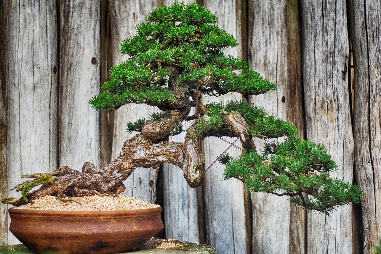 Drzewka bonsai – jakie wybrać i jak hodować?