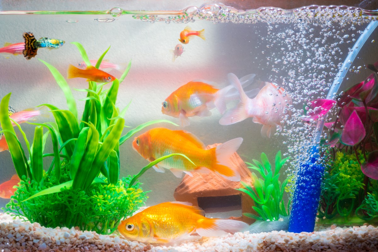 Jakie ryby wybrać do małego akwarium?