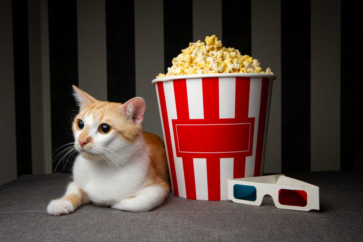 Najlepsze filmy o kotach – które warto obejrzeć?