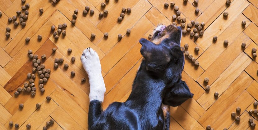 Alergia pokarmowa u psa – jak ją rozpoznać i co robić?