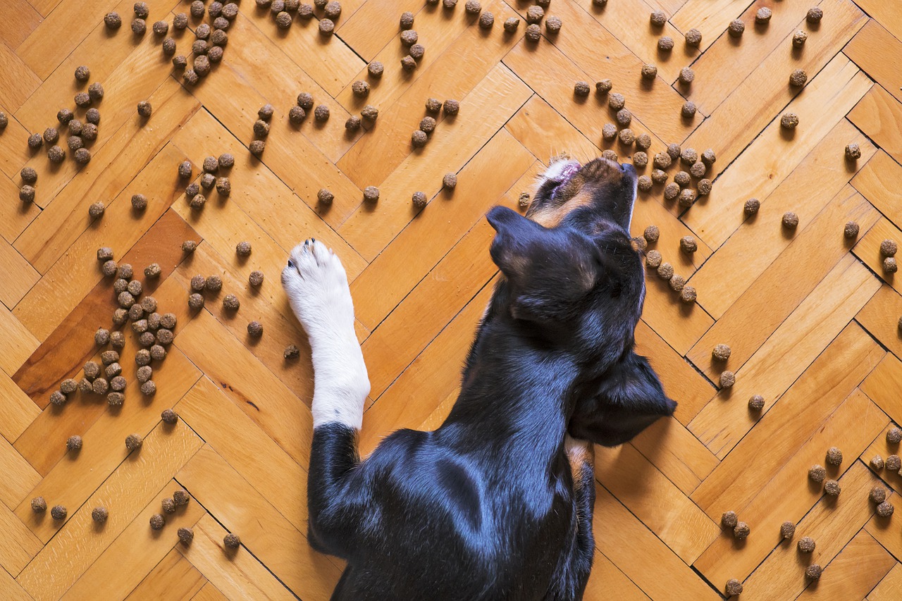 Alergia pokarmowa u psa – jak ją rozpoznać i co robić?