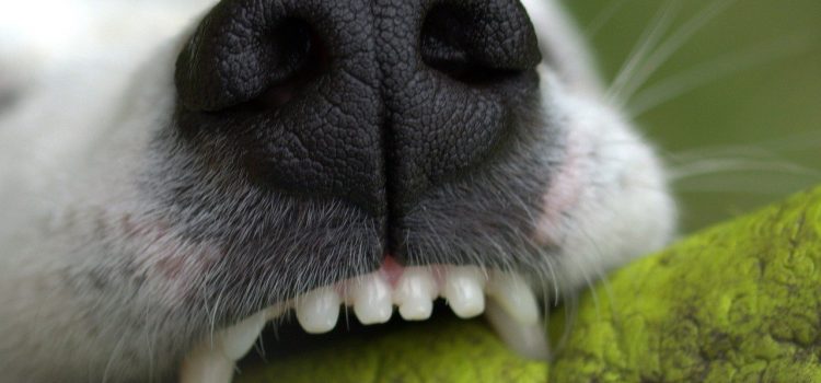 Jak dbać o stan jamy ustnej psa?