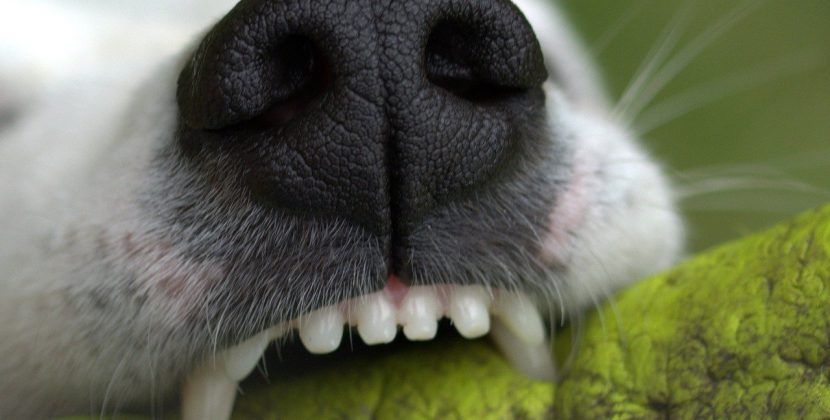 Jak dbać o stan jamy ustnej psa?