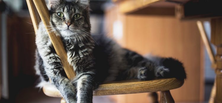 Co zrobić, żeby kot przestał drapać meble?