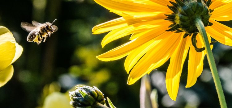 Jakie kwiaty najlepiej posadzić w ogródku, aby przyciągnąć pszczoły?