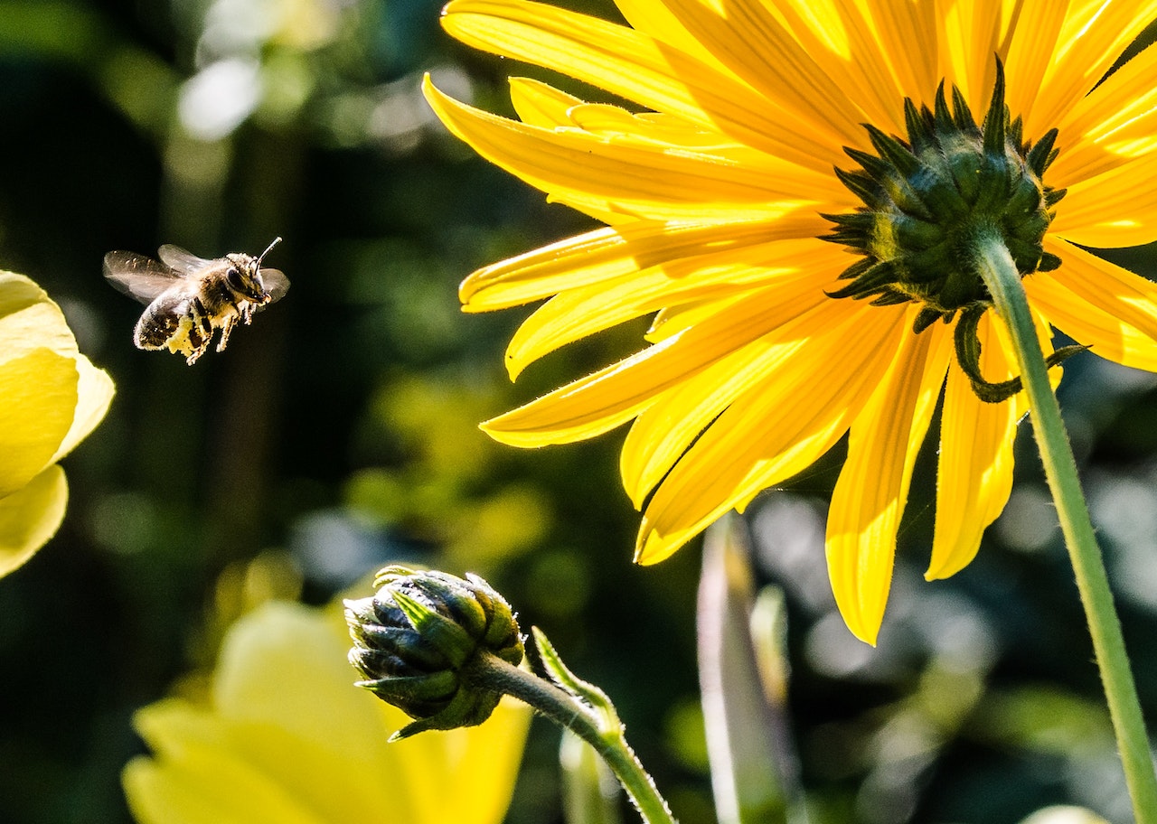 Jakie kwiaty najlepiej posadzić w ogródku, aby przyciągnąć pszczoły?