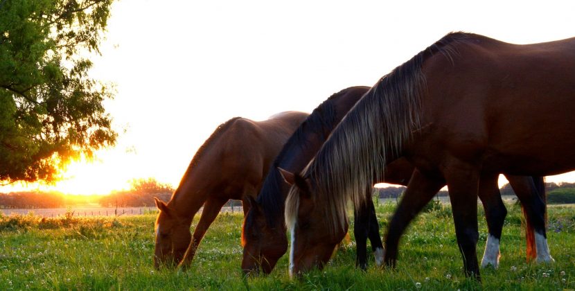 Czym najlepiej karmić konie?