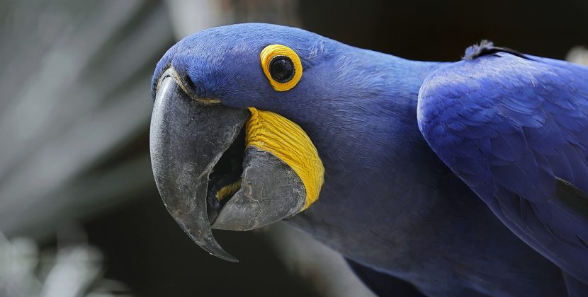 Papugi a środowisko naturalne – jak zapewnić im warunki zbliżone do ich naturalnego środowiska
