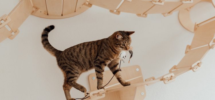 Zabawki dla kota — jakie gadżety wybrać?
