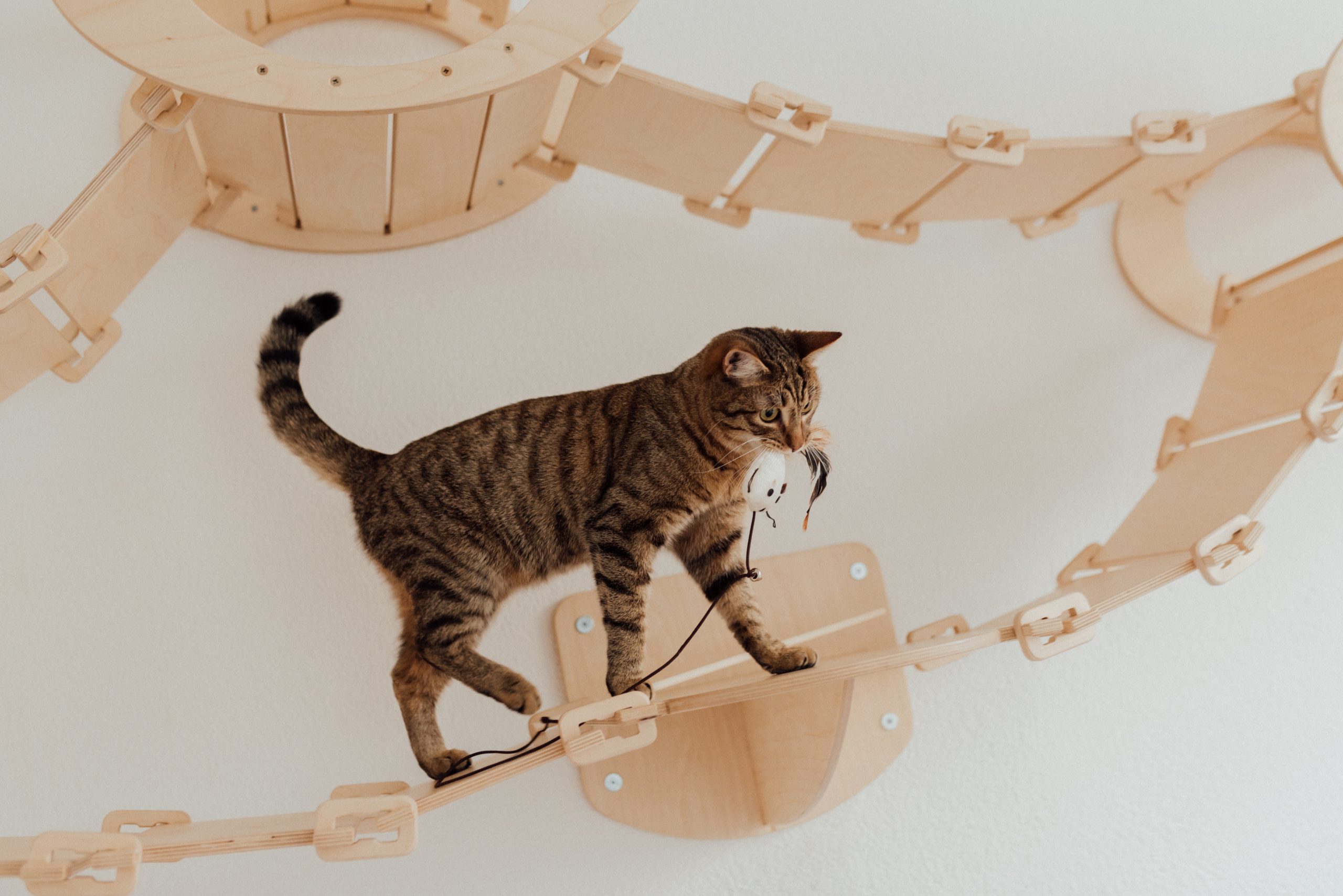 Zabawki dla kota — jakie gadżety wybrać?