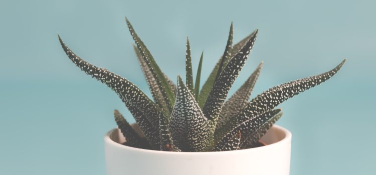 Jak hodować kaktusy w domu?