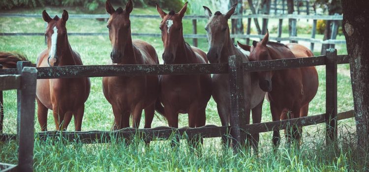 Pasze dla koni – jakie są rodzaje i czym się różnią?