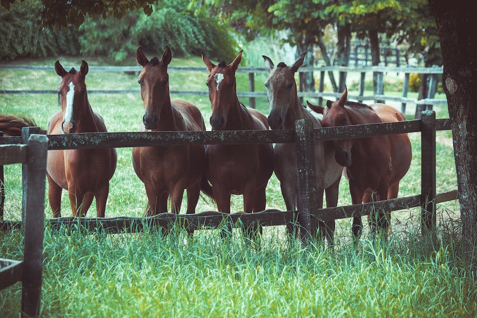 Pasze dla koni – jakie są rodzaje i czym się różnią?