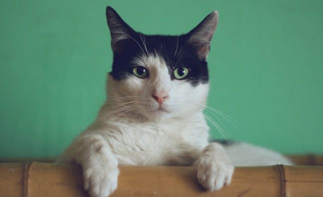 Żwirek dla kota – gwarancja czystości i wygody