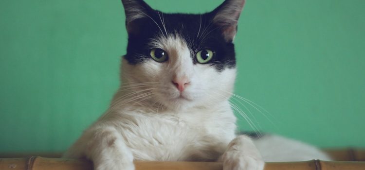 Żwirek dla kota – gwarancja czystości i wygody