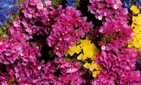 Hortensje w ogrodzie – praktyczne porady i inspiracje