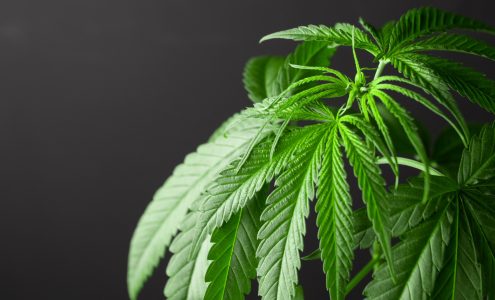 Marihuana medyczna – co warto o niej wiedzieć?