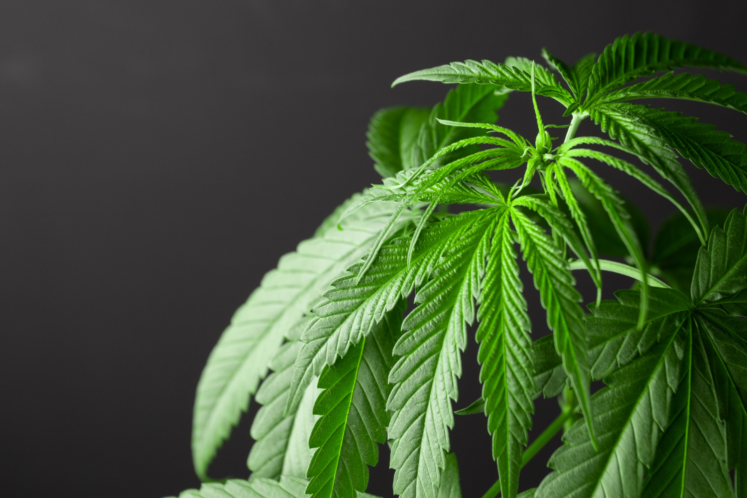Marihuana medyczna – co warto o niej wiedzieć?