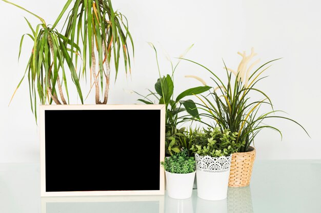 Jakie rośliny doniczkowe najlepiej oczyszczają powietrze w domu?